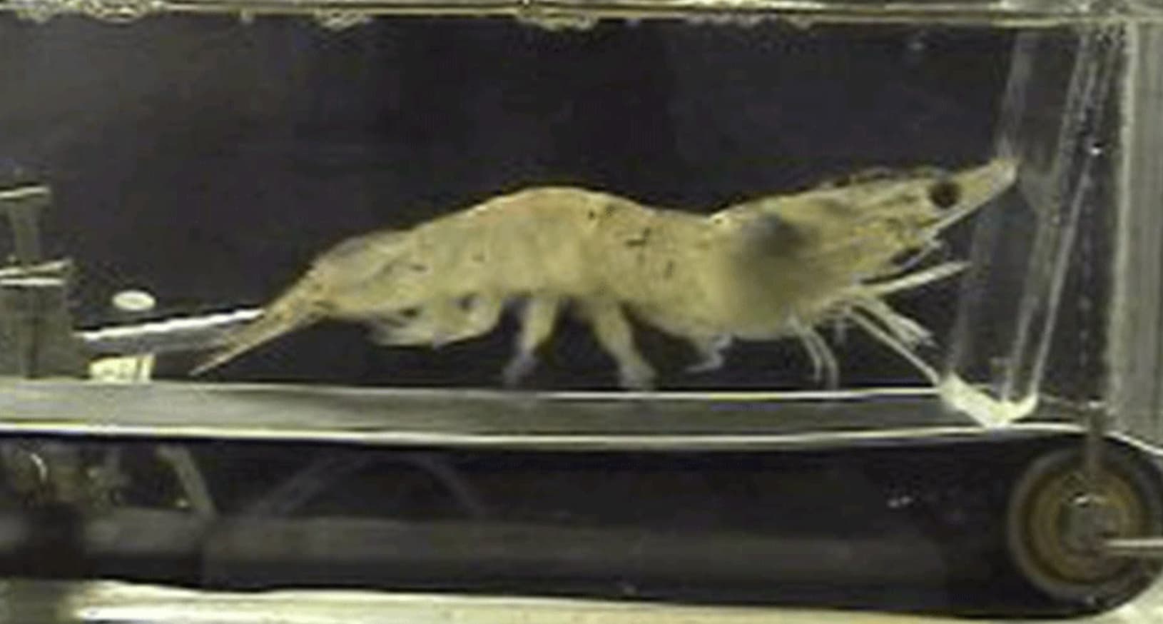 shrimp on treadmill cost